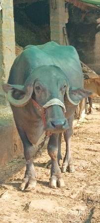 ભેંસ વેચવાની છે