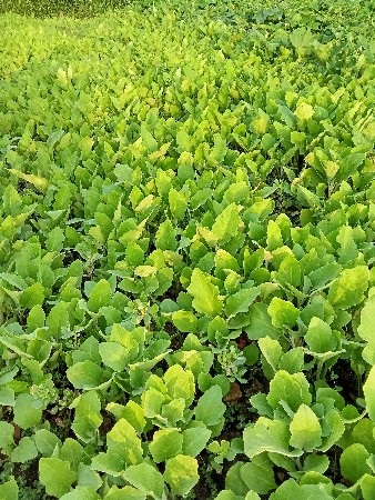 રીંગડી રુપ વિશ્વાસે