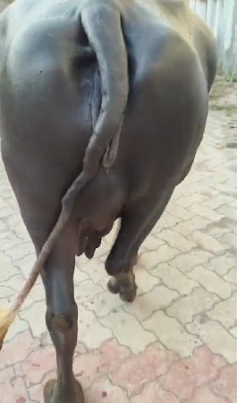 ભેંસ વેચવાની છે