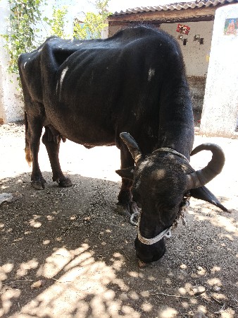 ભેંસ