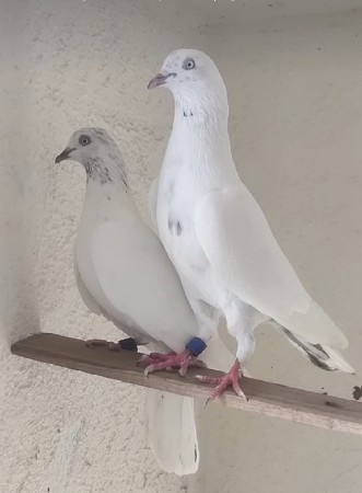 માંગરોળ કપડા ફાટક