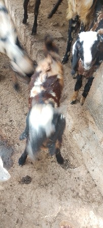 બકરો