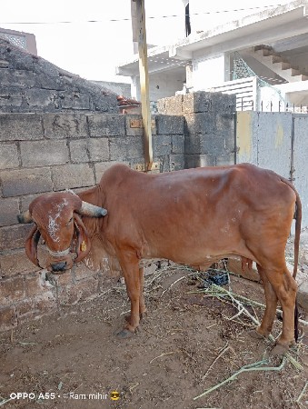 ગીર ગાય વેચવાની છે
