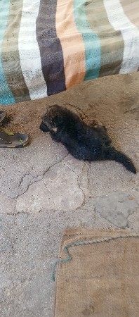 નાનું જર્મન શેફર્ડ