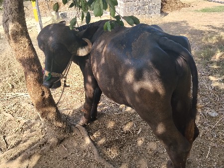ભેસ વેચવાની છે