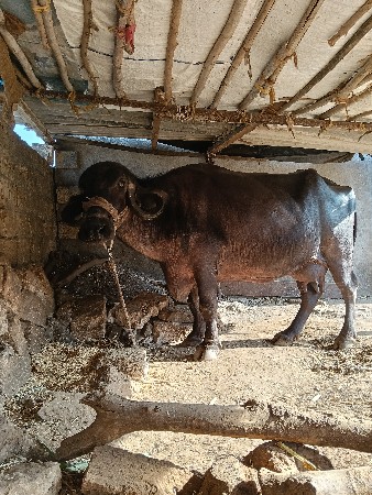 ભેંસ વેચવાની છે