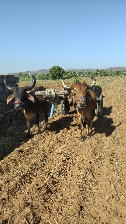 બળદ વેચવાના છે