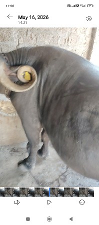 ભેંસ વેચવાની છે
