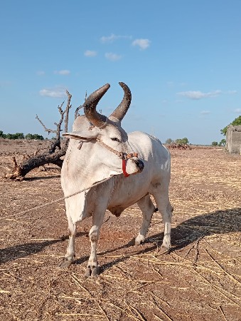 એક બળદ વેચવાનો છે