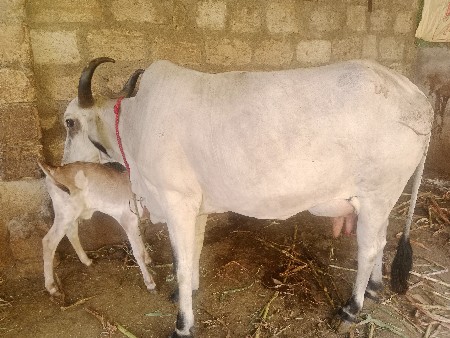 સફેદ રોજી ગાય વેચવાની છે