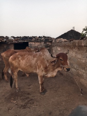 વેસવાનાસે
