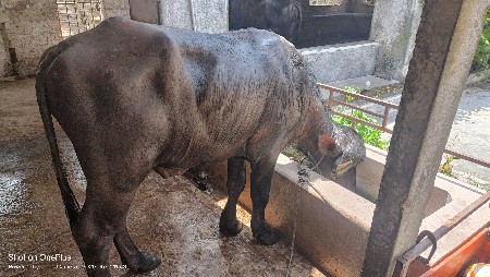 પાડો વેચવાનો છે