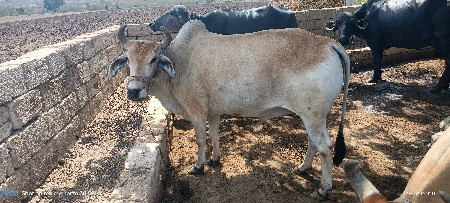 એક વાવણી વાવેલ છે