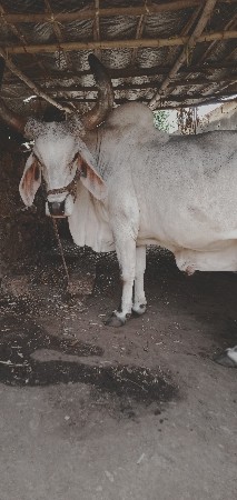 વેચવાનો‌ છે
