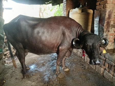 વહેંચવા
