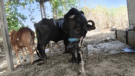 2 bhesu vechavani
