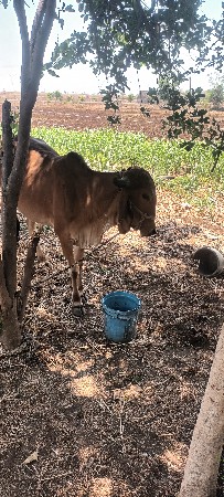 gir vasdi