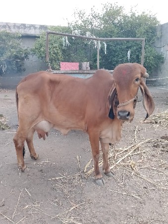 ગાય આપવાની છે