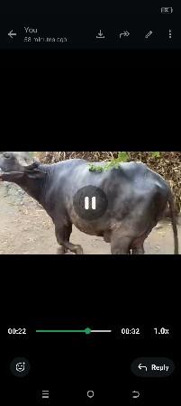 ભેંસ વેચવાની છે