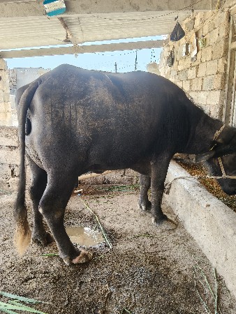 વેચવાની છે