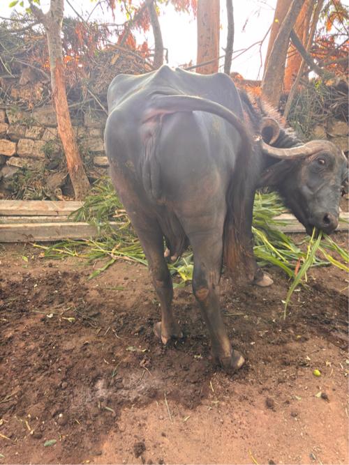 ભેંસ વેચવા ની છે