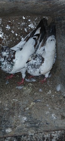 કબુતર જોડી વેચવાની છે લેવા આવવું