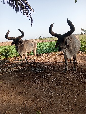 બળદ વેચવાના છે
