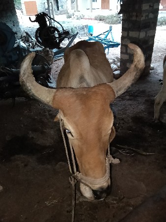 બળદ