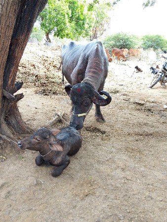 ગામ બાવાના બોડકા વન થી તાલુકો જીલ્