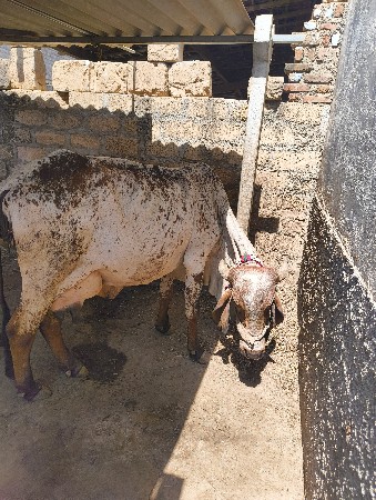 ગાય વેચવાની છે
