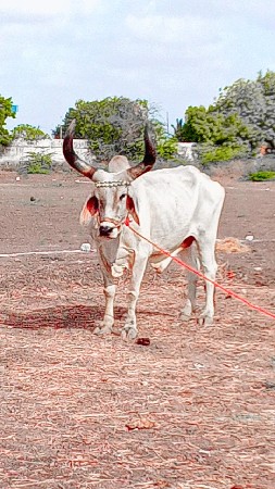 ત્રીજી સૌથી ધર્મ દલડા બરસે ફૂલ જવાબ