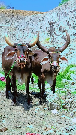 બળદ વેચવાના છે