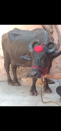 ભેંસ વેચવાનું છે