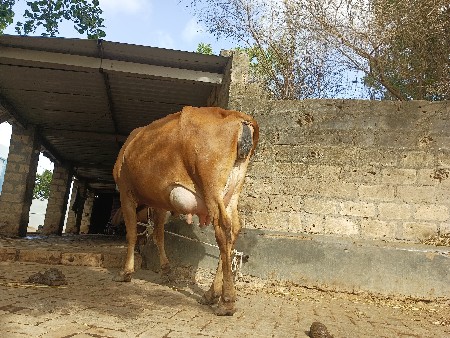 પેલુ વેતર છે