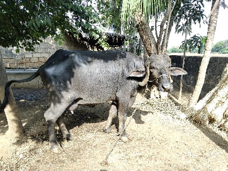 ભેંસ વેચવાની છે.