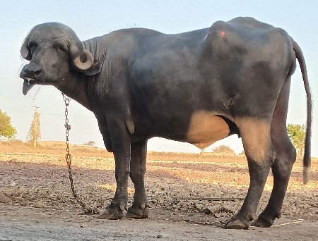 ખડેલી વેચવાની છે