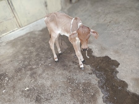 આ સોનકપીલા વાસડી
