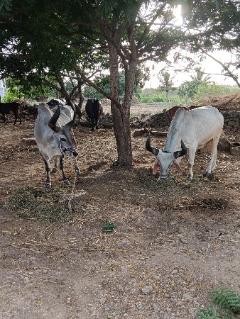 બળદ