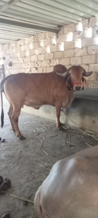 ગા વેચવાની છે