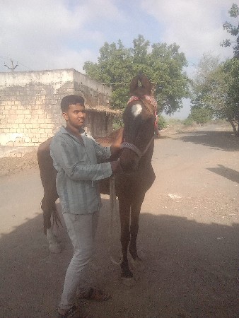 આ ઘોડો વેચવાનો છે સાટા પણ કરવાના છે