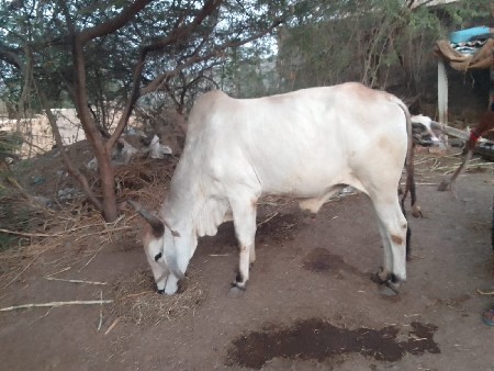 ગોધલા વેચવાના છે