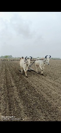 બળદ વેચવાના છે.