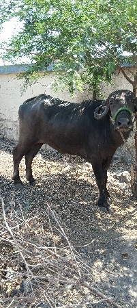 પોરબંદર જિલ્લો