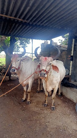 બળદ  વેચવાના છે