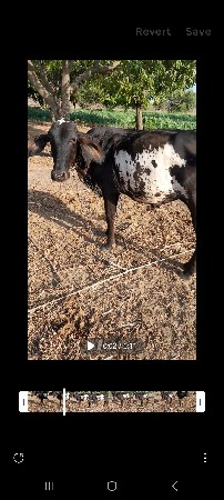 વાછડી વેચવાની છે