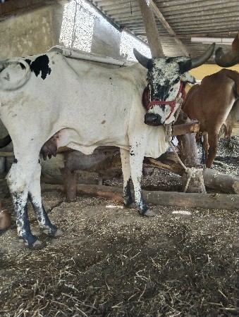 2 ગીર ગાય છે