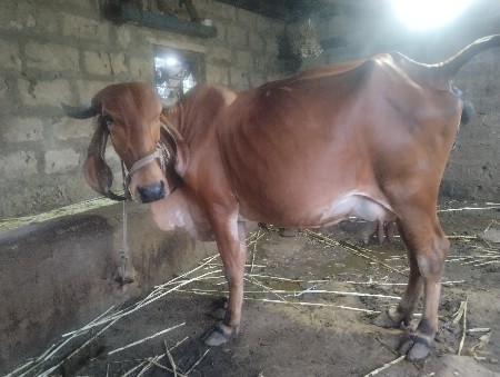 ગાય વેસવાની છે