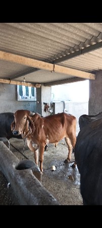 હોડકી વાસડી વેચવા ની છે.