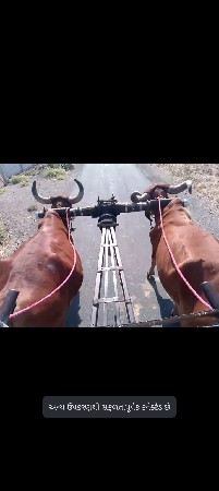 બળદ વેચવાના છે