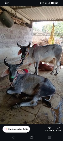 ગોઢલા વેચવાના છે